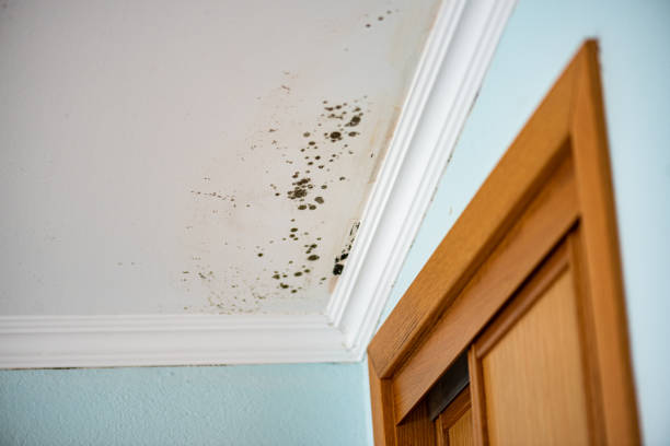 Professional Mold Removal in Bangor, MI