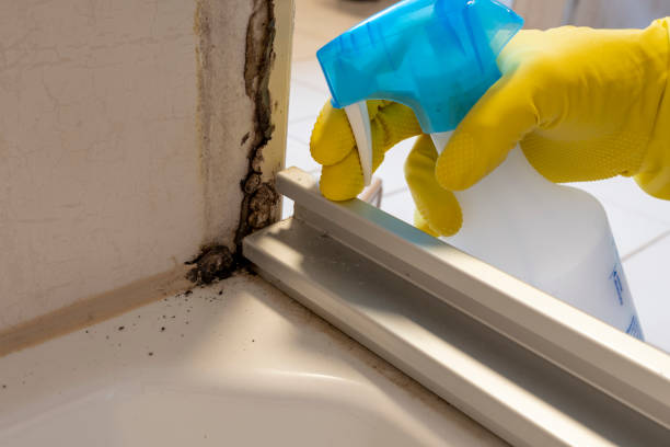Best Toxic Mold Removal  in Bangor, MI