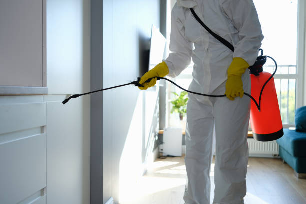 Best Attic Mold Removal  in Bangor, MI