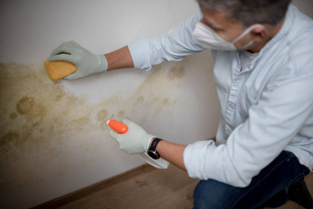 Certified Mold Removal in Bangor, MI