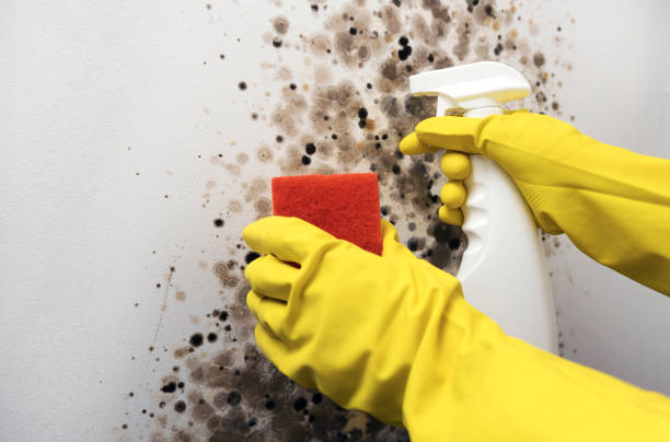 Best Professional Mold Removal  in Bangor, MI
