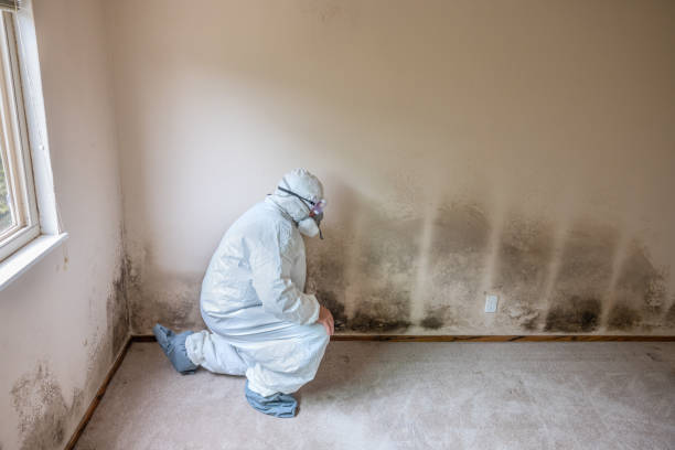 Best Professional Mold Removal  in Bangor, MI